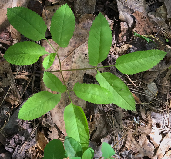 image of Ligusticum canadense, American Lovage