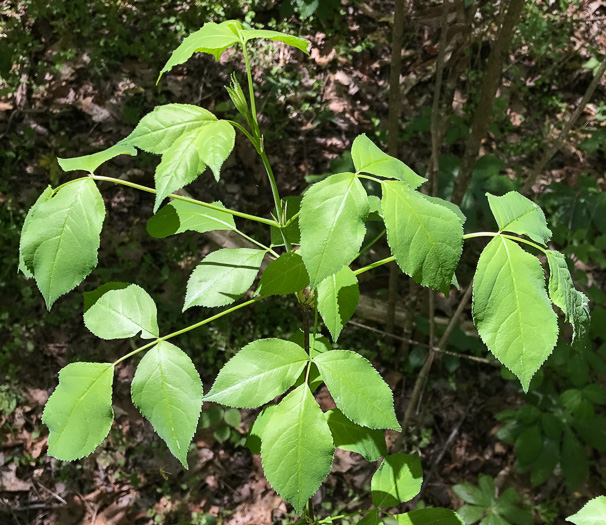 Staphylea trifolia, Bladdernut