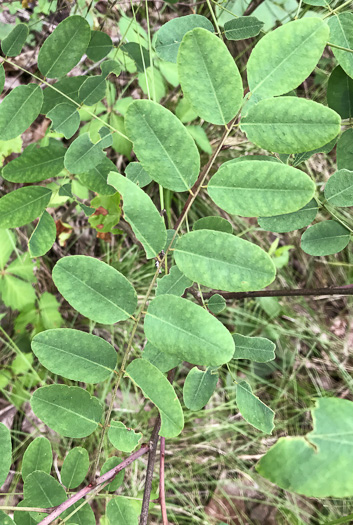 Amorpha glabra, Mountain Indigo-bush, Appalachian Indigo-bush, Mountain Indigo, Mountain False Indigo