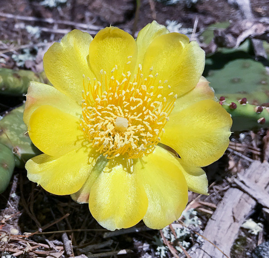 image of Opuntia mesacantha ssp. mesacantha, Eastern Prickly-pear