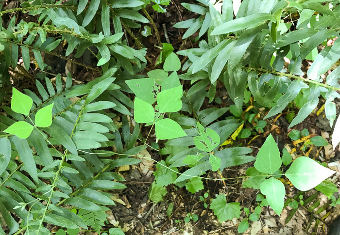 image of Amphicarpaea bracteata +, American Hog-peanut