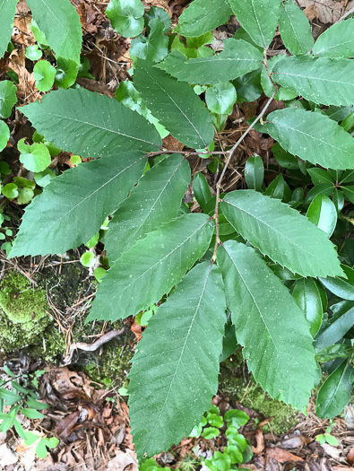image of Castanea pumila, Common Chinquapin, Chinkapin, Allegheny Chinquapin