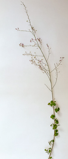 Desmodium marilandicum, Smooth Small-leaf Tick-trefoil, Maryland Tick-trefoil