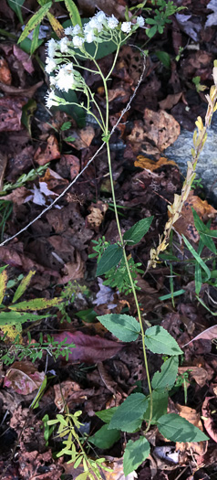 image of Ageratina aromatica, Small-leaved White Snakeroot, Aromatic Snakeroot, Wild-hoarhound, Small White Snakeroot