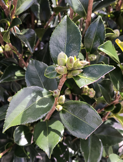 image of Camellia sasanqua, Sasanqua, Sasanqua Camellia