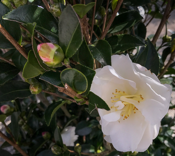 image of Camellia sasanqua, Sasanqua, Sasanqua Camellia