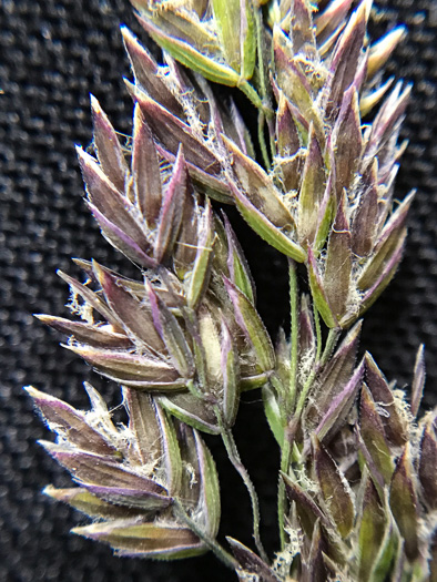 image of Poa pratensis ssp. pratensis, Kentucky Bluegrass, Junegrass, Speargrass