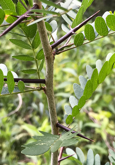 image of Gleditsia triacanthos, Honey Locust