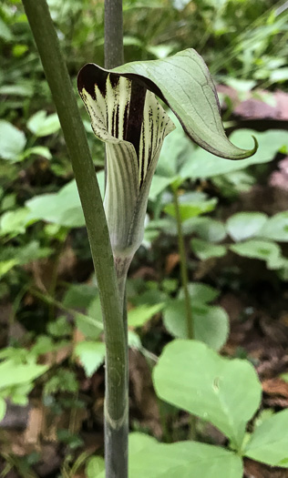 image of Arisaema species 2, Common Jack in the Pulpit