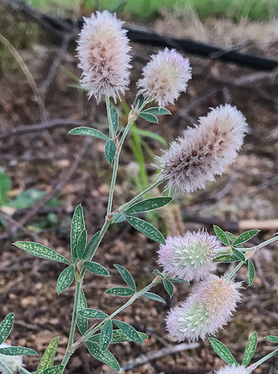 Trifolium arvense, Rabbitfoot Clover