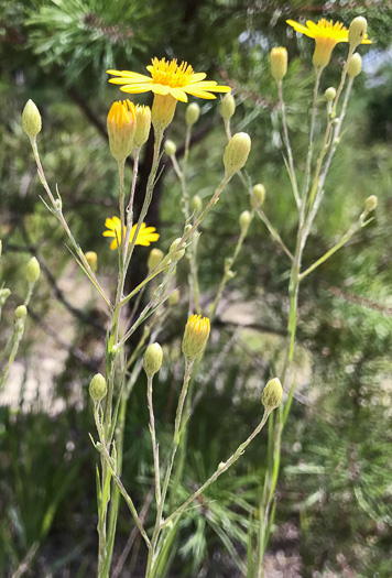 Pityopsis nervosa, Common Silkgrass, Grassleaf Goldenaster