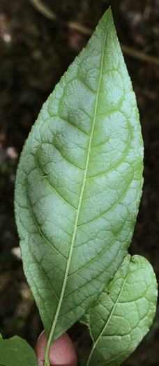 image of Eubotrys recurvus, Mountain Sweetbells, Mountain Fetterbush, Deciduous Fetterbush