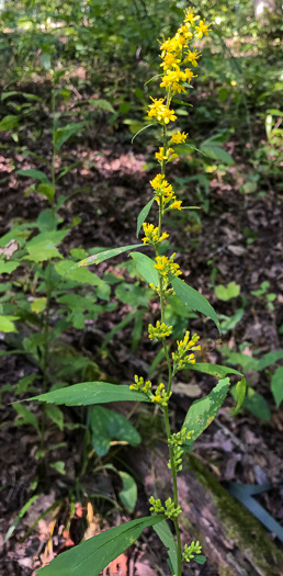 image of Solidago curtisii, Curtis's Goldenrod