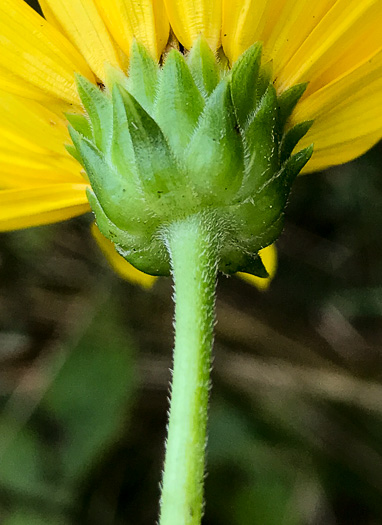 Helianthus laetiflorus, Showy Sunflower, cheerful sunflower