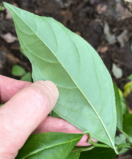 image of Itea virginica, Virginia Sweetspire, Virginia-willow