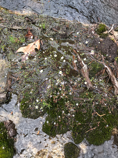 image of Micranthes petiolaris var. shealyi, Escarpment Saxifrage, Shealy's Saxifrage