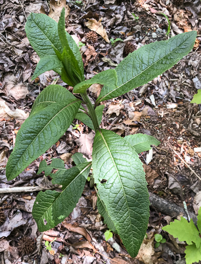 image of Vernonia noveboracensis, New York Ironweed