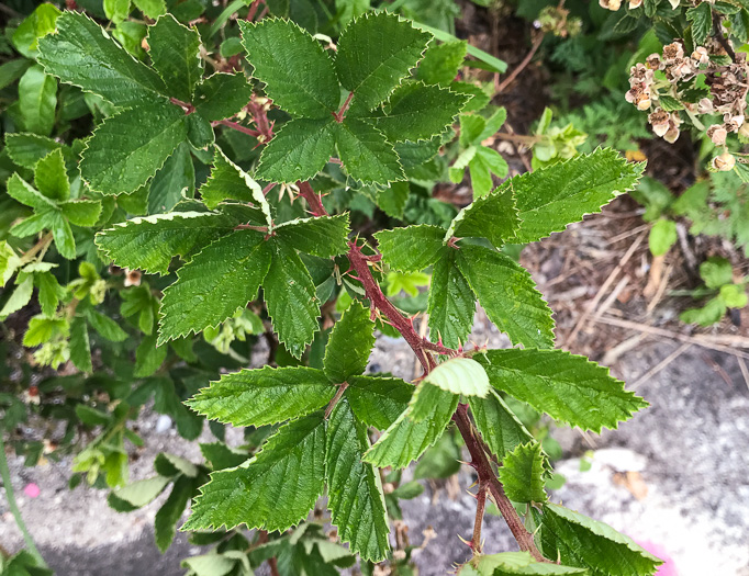 image of Rubus pascuus, Chesapeake Blackberry, Topsy Blackberry