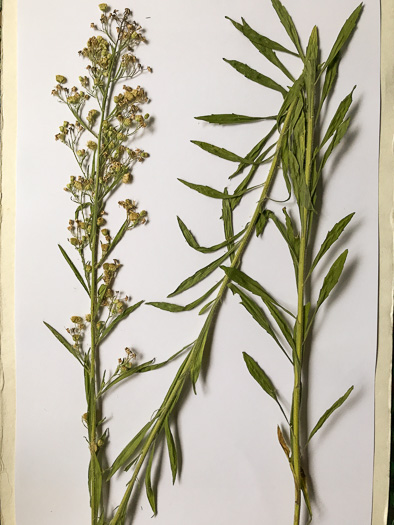 image of Erigeron sumatrensis, Tropical Horseweed, Sumatran Fleabane, Guernsey Fleabane
