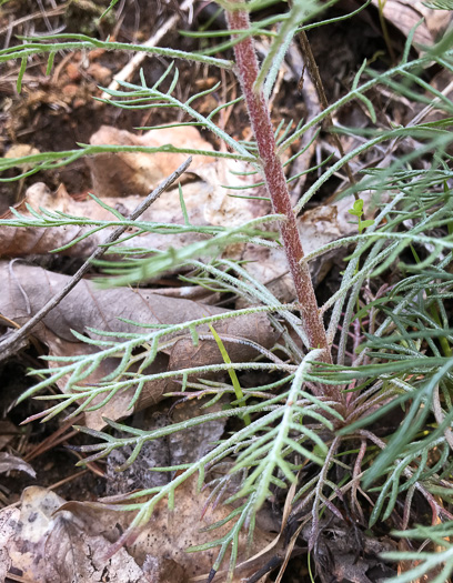 image of Ipomopsis rubra, Standing-cypress, Spanish-larkspur