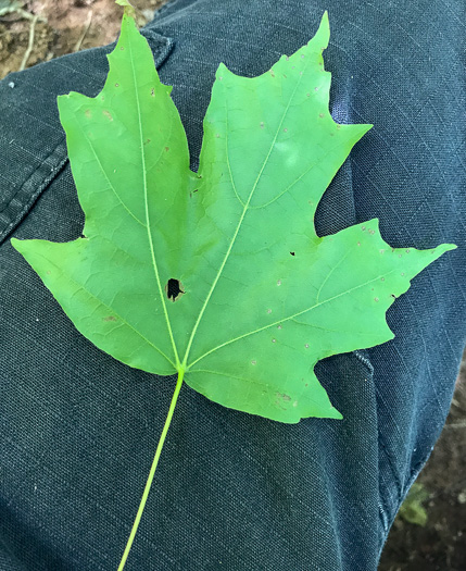 Acer floridanum, Southern Sugar Maple, Florida Maple