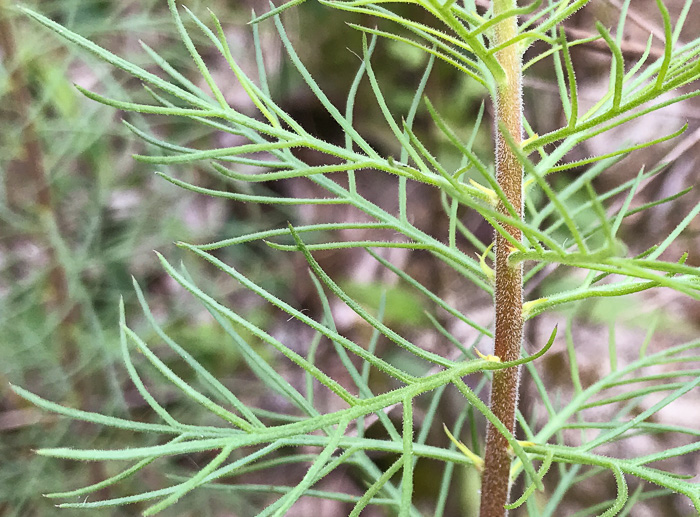Ipomopsis rubra, Standing-cypress, Spanish-larkspur