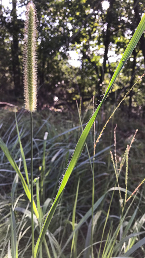 image of Setaria parviflora, Perennial Foxtail-grass, Knotroot Bristlegrass, Marsh Foxtail, Knotroot Foxtail