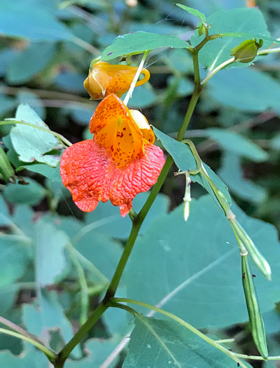 Impatiens capensis, Spotted Jewelweed, Spotted Touch-me-not, Orange Jewelweed, Orange Touch-me-not