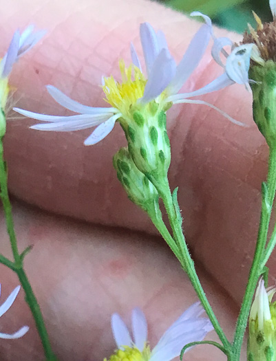 image of Symphyotrichum racemosum var. subdumosum, Small White Oldfield Aster