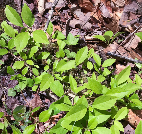 image of Hydrangea barbara, Climbing Hydrangea, Woodvamp, Decumaria, Decumary