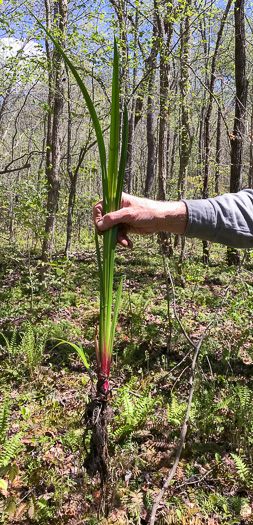 image of Acorus calamus, European Sweetflag, European Calamus