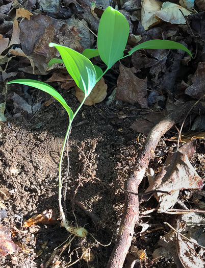 rhizome