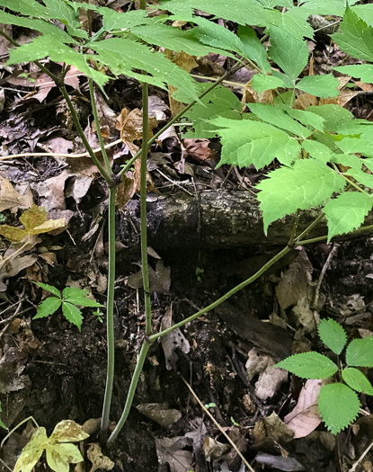 Actaea racemosa, Common Black Cohosh, Early Black Cohosh, Black Snakeroot, black bugbane