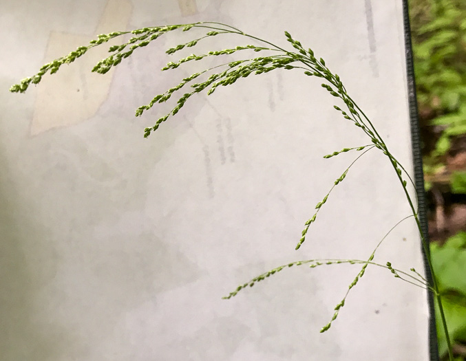 spikelet