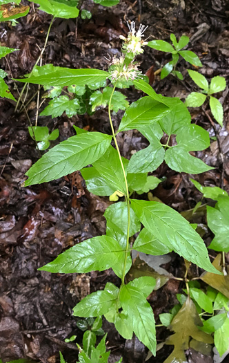 image of Pycnanthemum montanum, Appalachian Mountain-mint, Thinleaf Mountain-mint