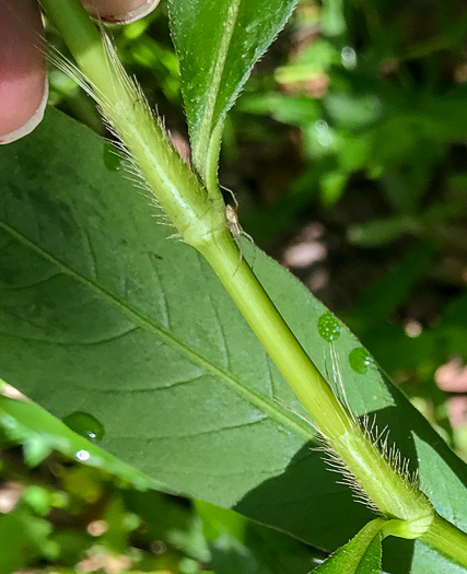 image of Persicaria setacea, Swamp Smartweed, Bog Smartweed