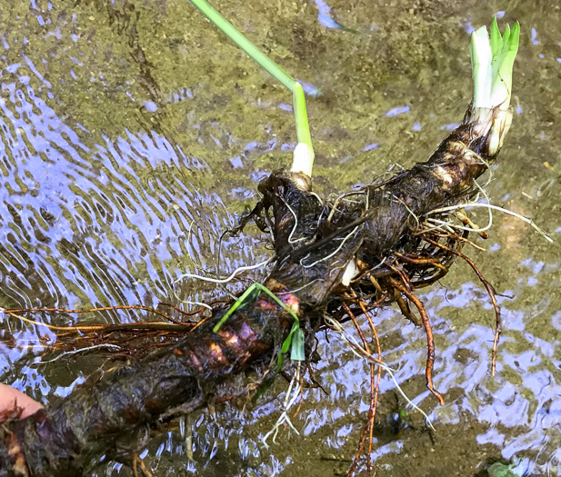 rhizome