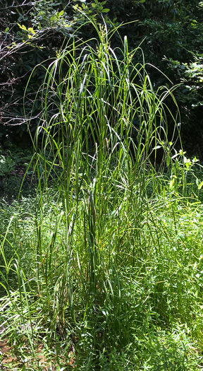 rhizome