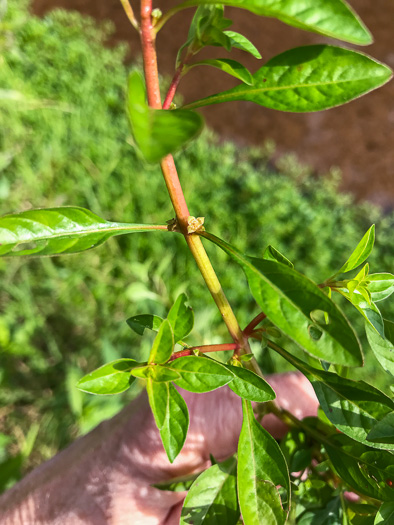 petiole