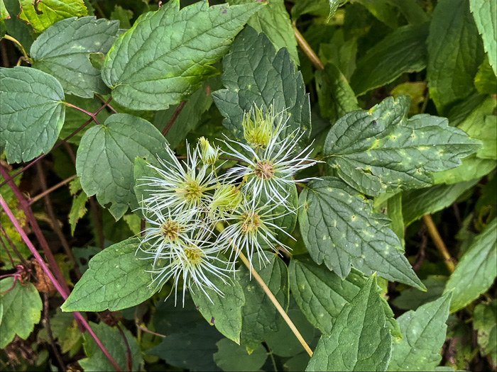 Clematis virginiana, Virgin's Bower