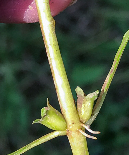 calyx