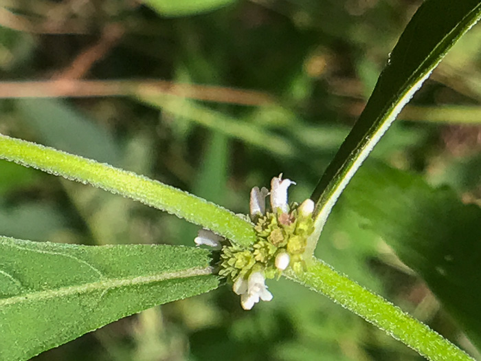 calyx
