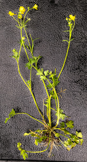 image of Ranunculus bulbosus, Bulbous Buttercup