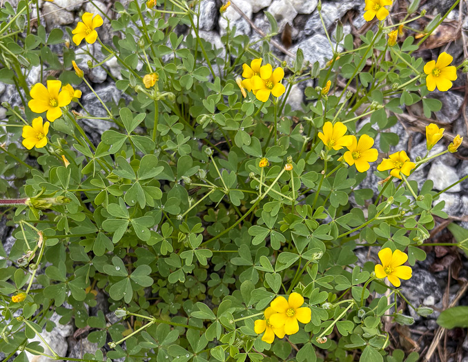 image of Oxalis dillenii, Southern Yellow Wood-sorrel, Slender Yellow Wood-sorrel