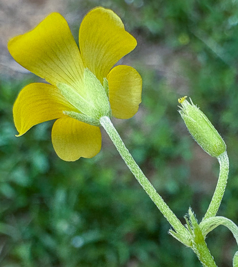 image of Oxalis dillenii, Southern Yellow Wood-sorrel, Slender Yellow Wood-sorrel