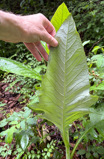 image of Cirsium altissimum, Tall Thistle