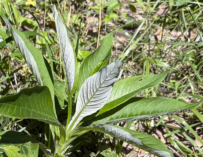 image of Cirsium altissimum, Tall Thistle
