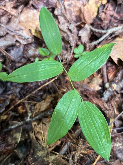 Uvularia sessilifolia, Wild-oats, Sessile-leaf Bellwort, Straw-lily