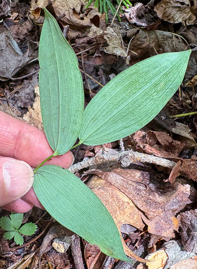 Uvularia sessilifolia, Wild-oats, Sessile-leaf Bellwort, Straw-lily