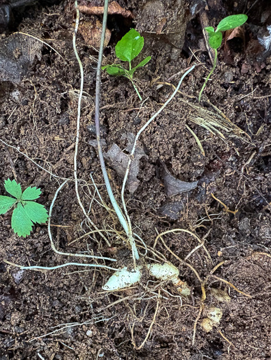 Uvularia sessilifolia, Wild-oats, Sessile-leaf Bellwort, Straw-lily